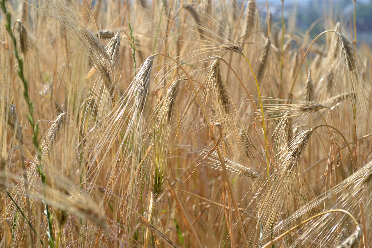 wheat summer meadow free photo