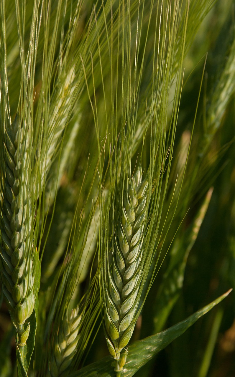 wheat spikes cereals free photo