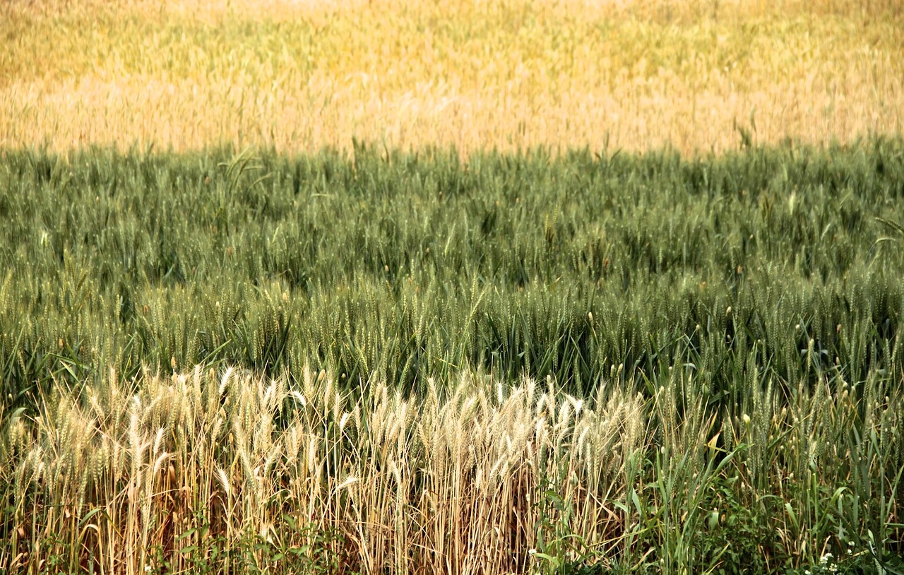 wheat field crop free photo