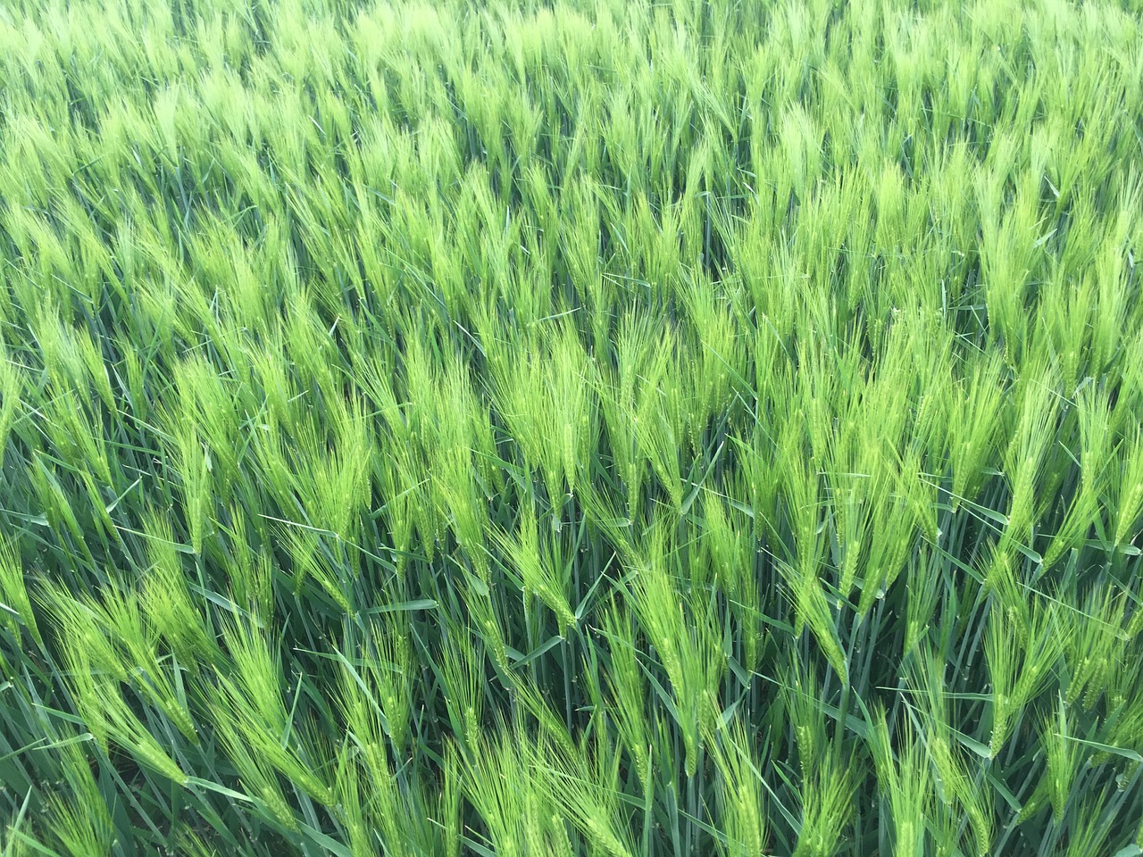 wheat einkorn field free photo