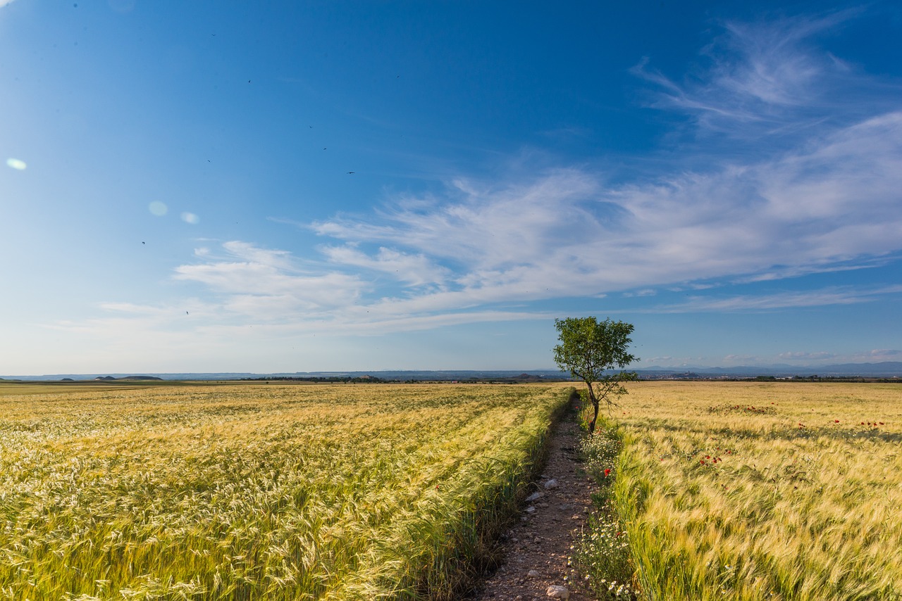 wheat horizon cloud landscape free photo