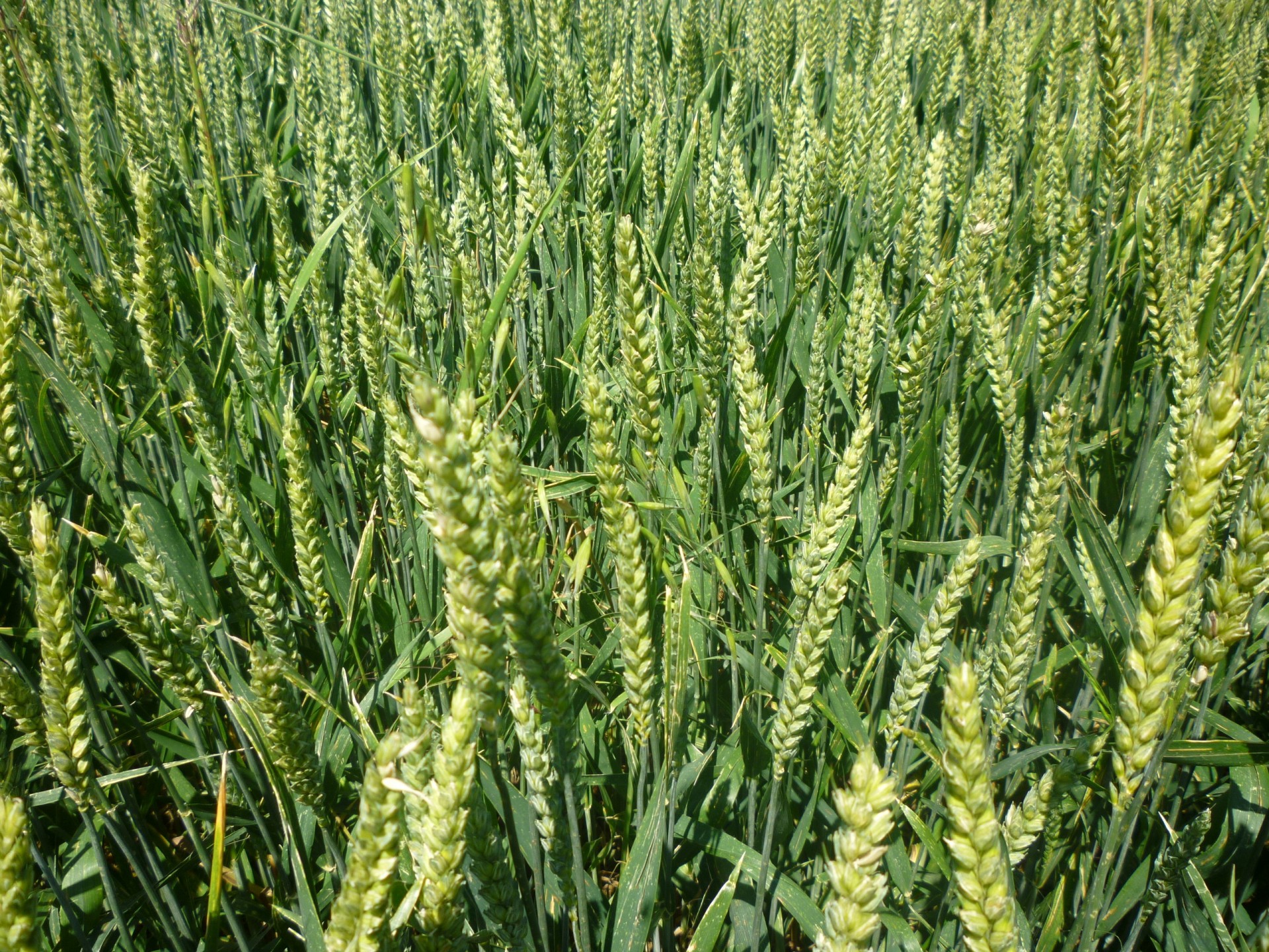 stalks wheat green wheat free photo