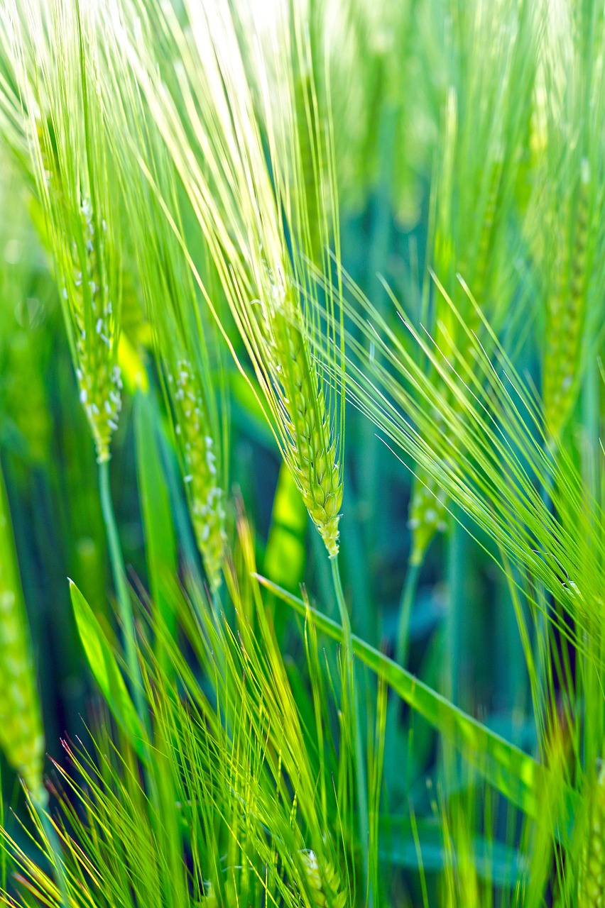 wheat green field free photo