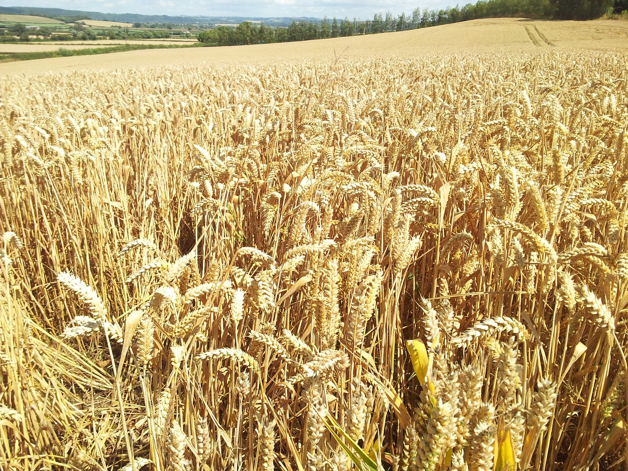 wheat wheat farm farm free photo