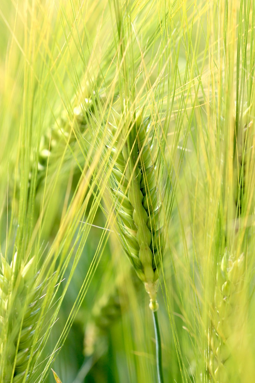 wheat nature epi free photo