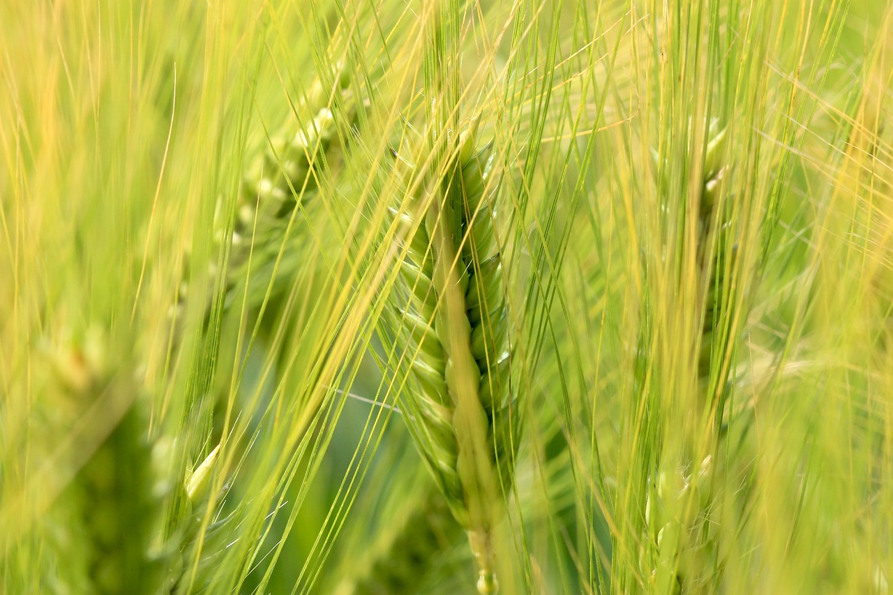 wheat nature epi free photo