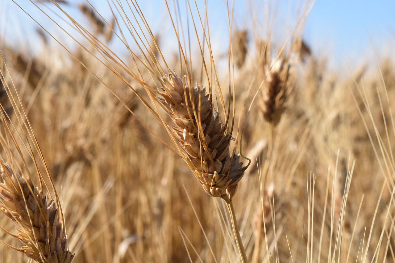 wheat durum wheat wheat field free photo
