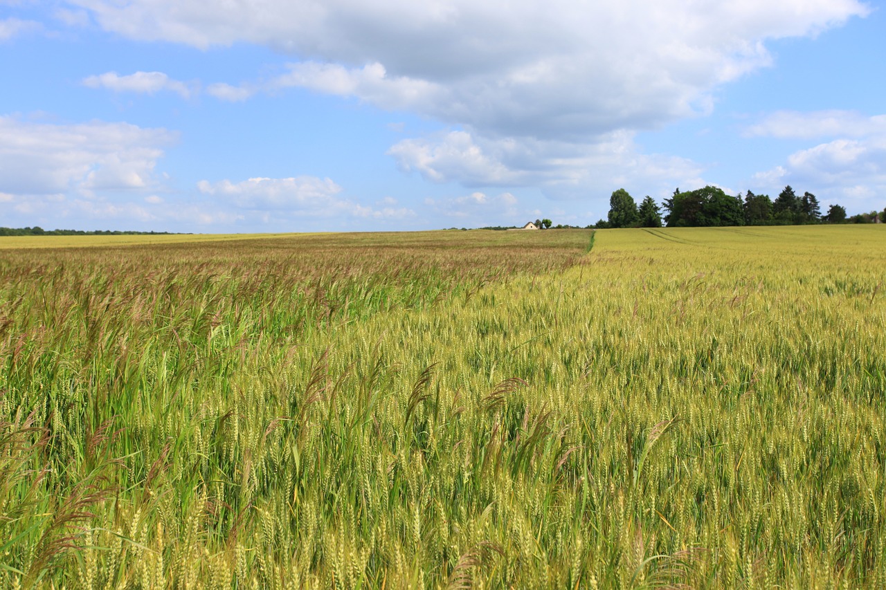 wheat fields cornfield free photo
