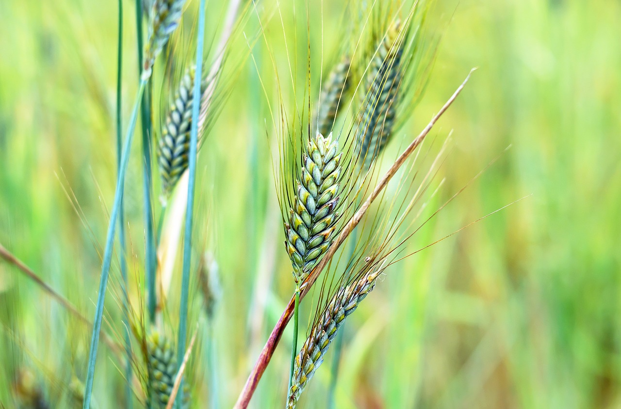 wheat cereals grain free photo