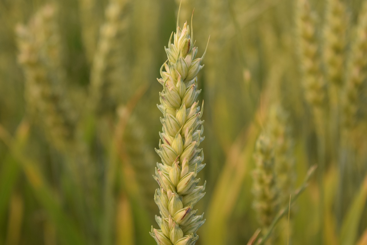 wheat wheat field cereals free photo