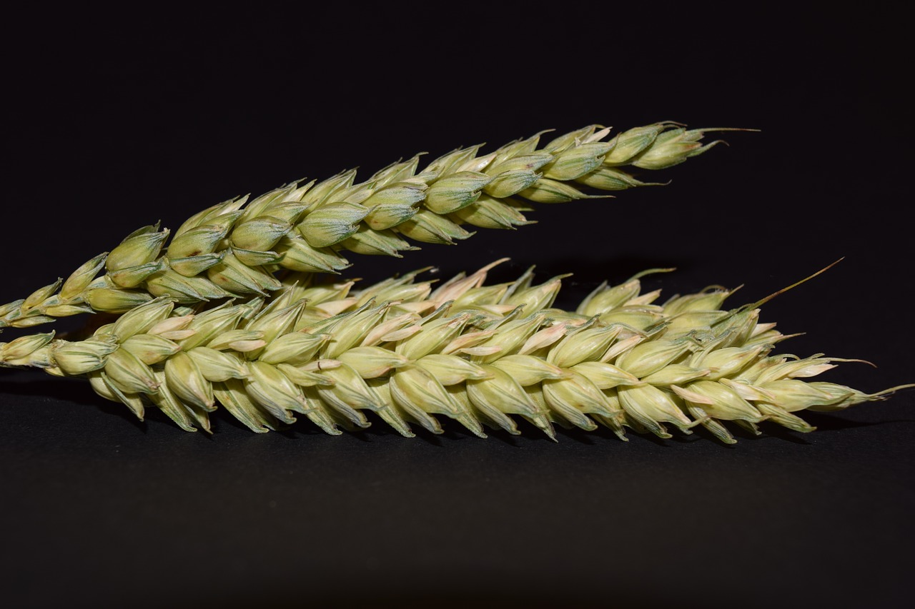 wheat ear cereals free photo