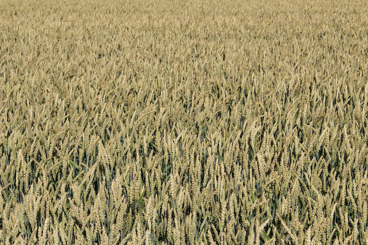 wheat field nature free photo