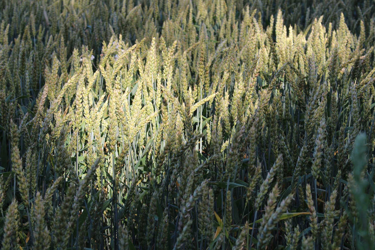 wheat wheat field light free photo