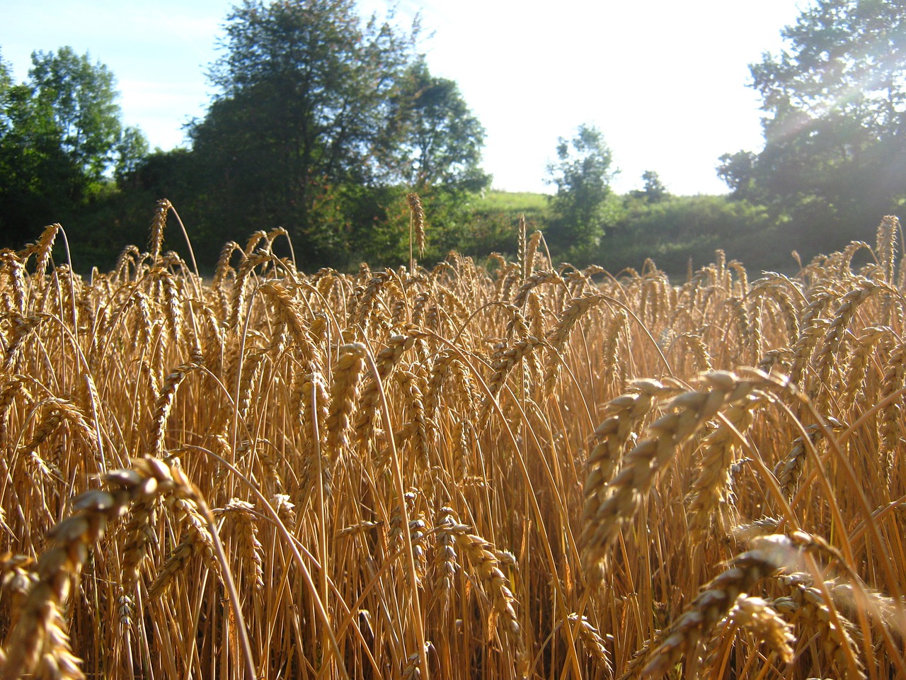 wheat nature field free photo