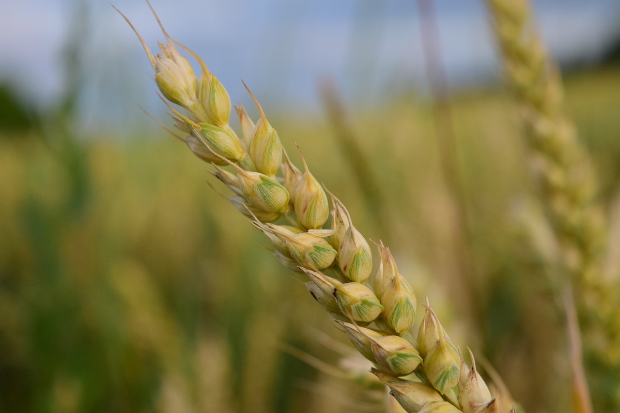 wheat ear cereals free photo