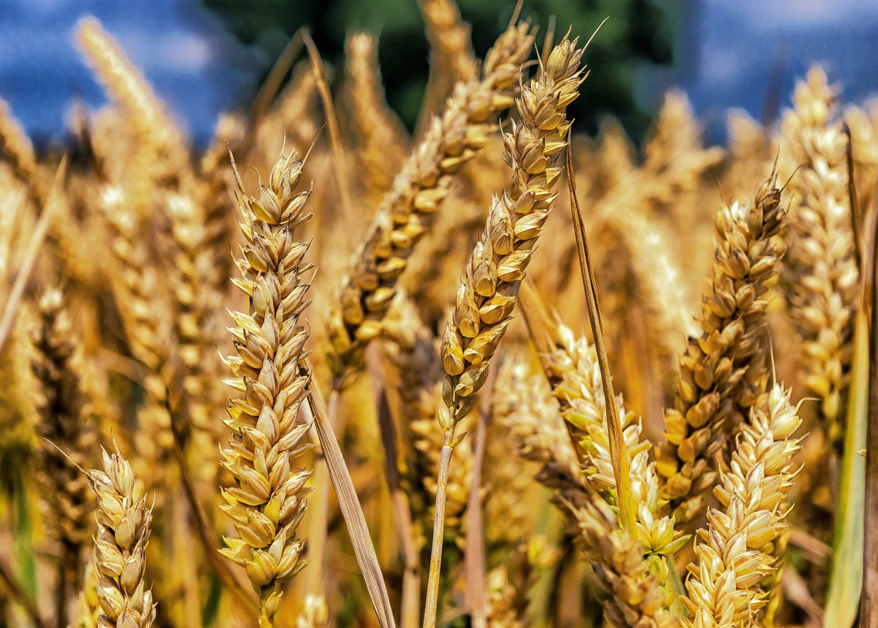 wheat grain cereals free photo