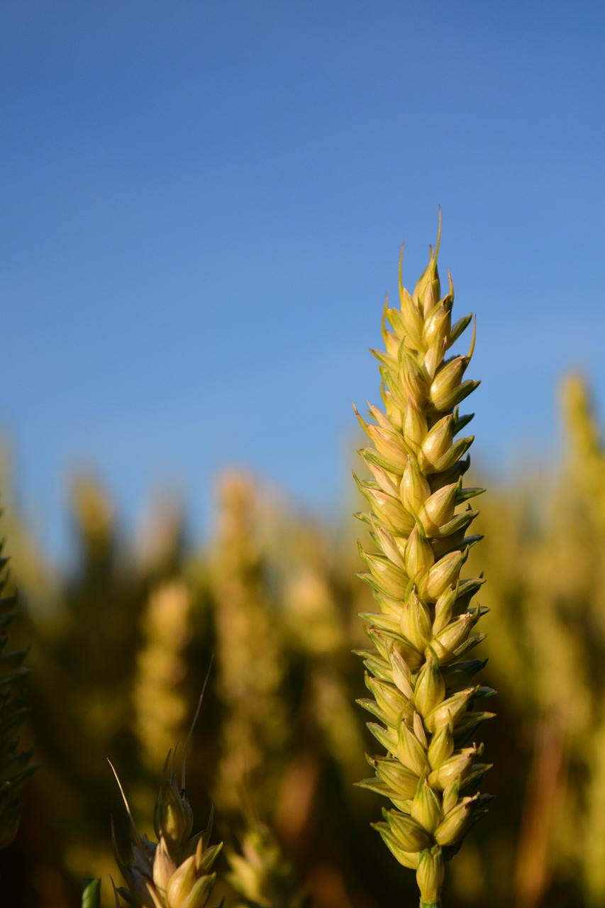 wheat grain cereals free photo