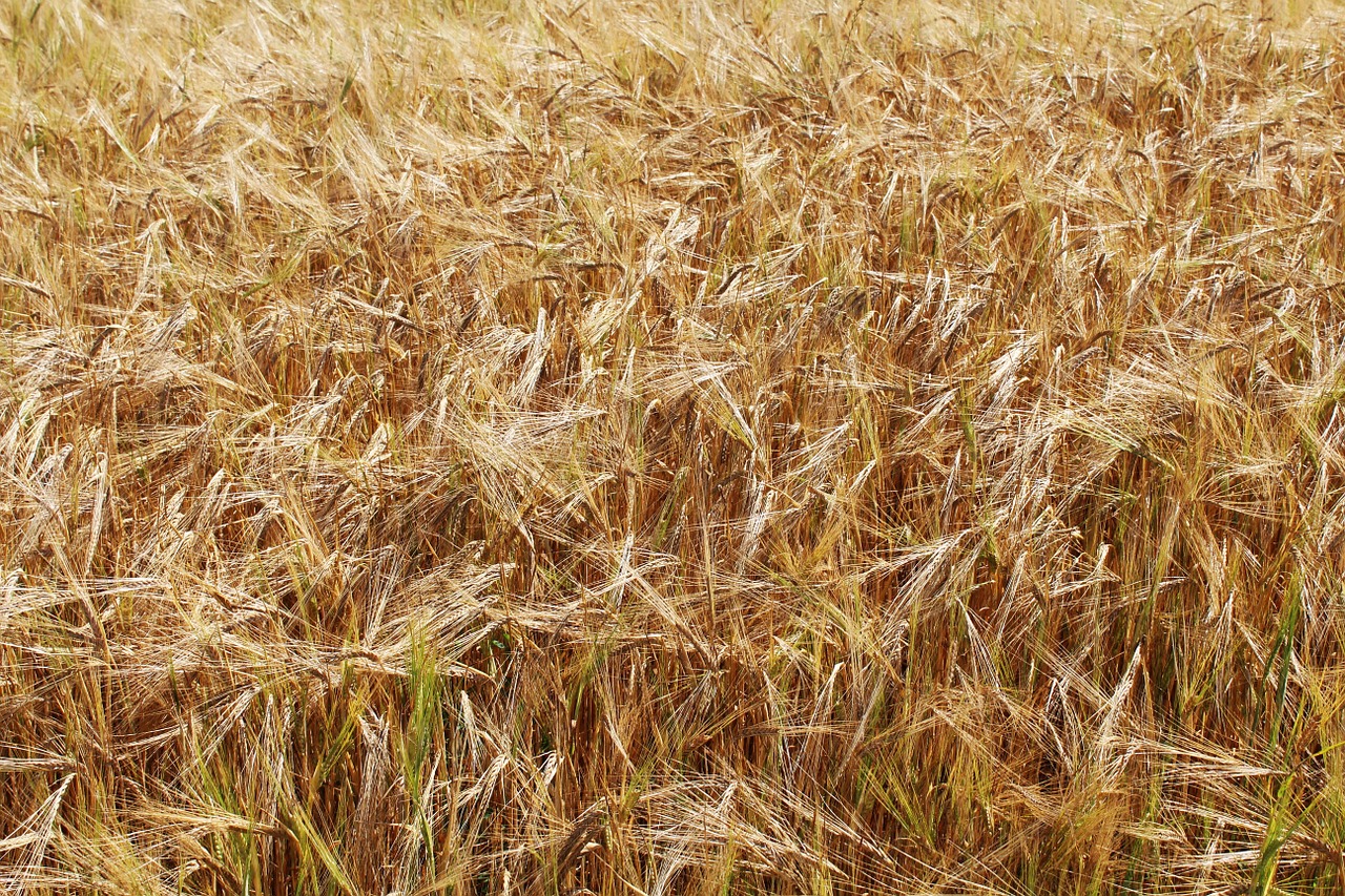 wheat wheat fields yellow free photo