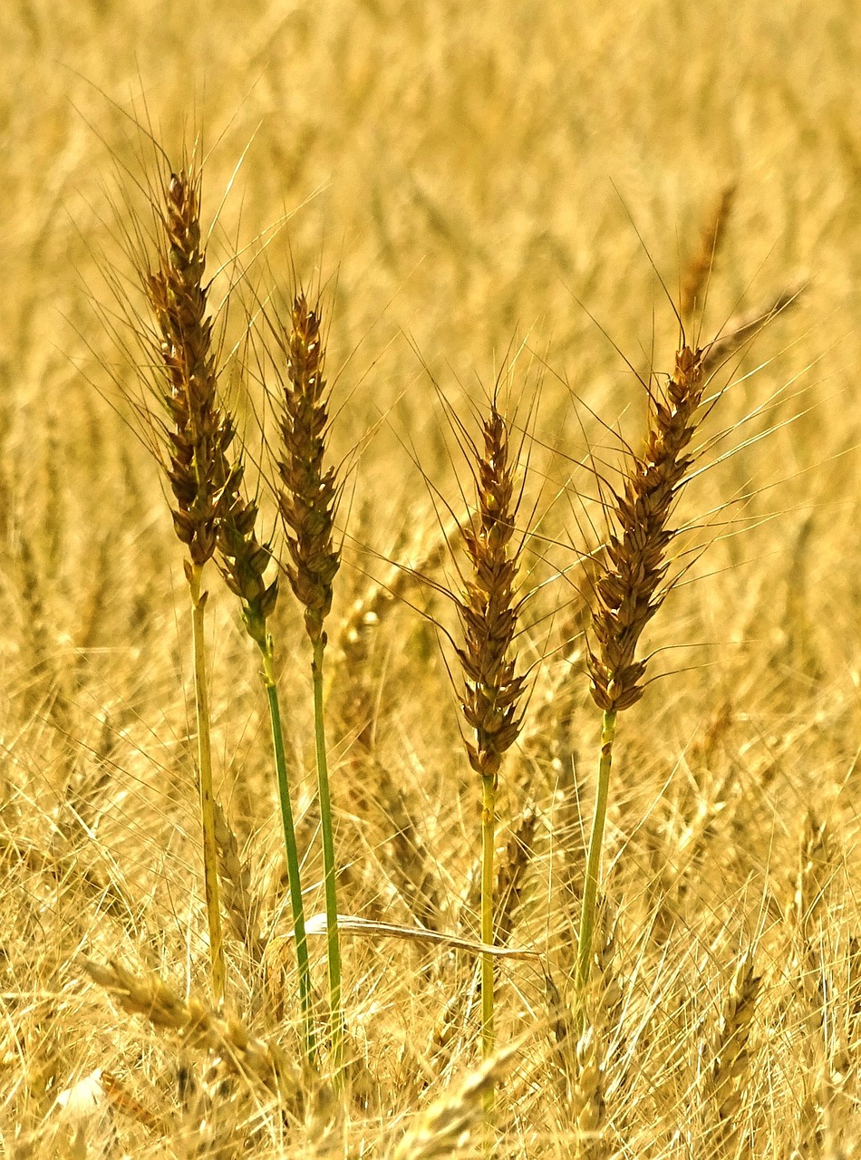 wheat spike wheat field free photo