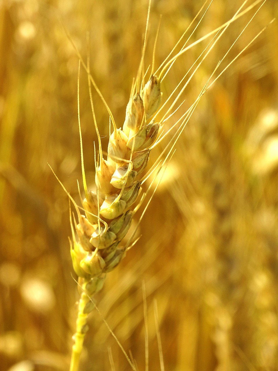 wheat spike wheat field free photo