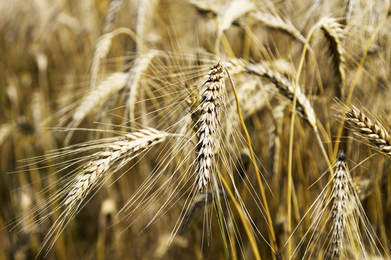 wheat wheat field cereals free photo