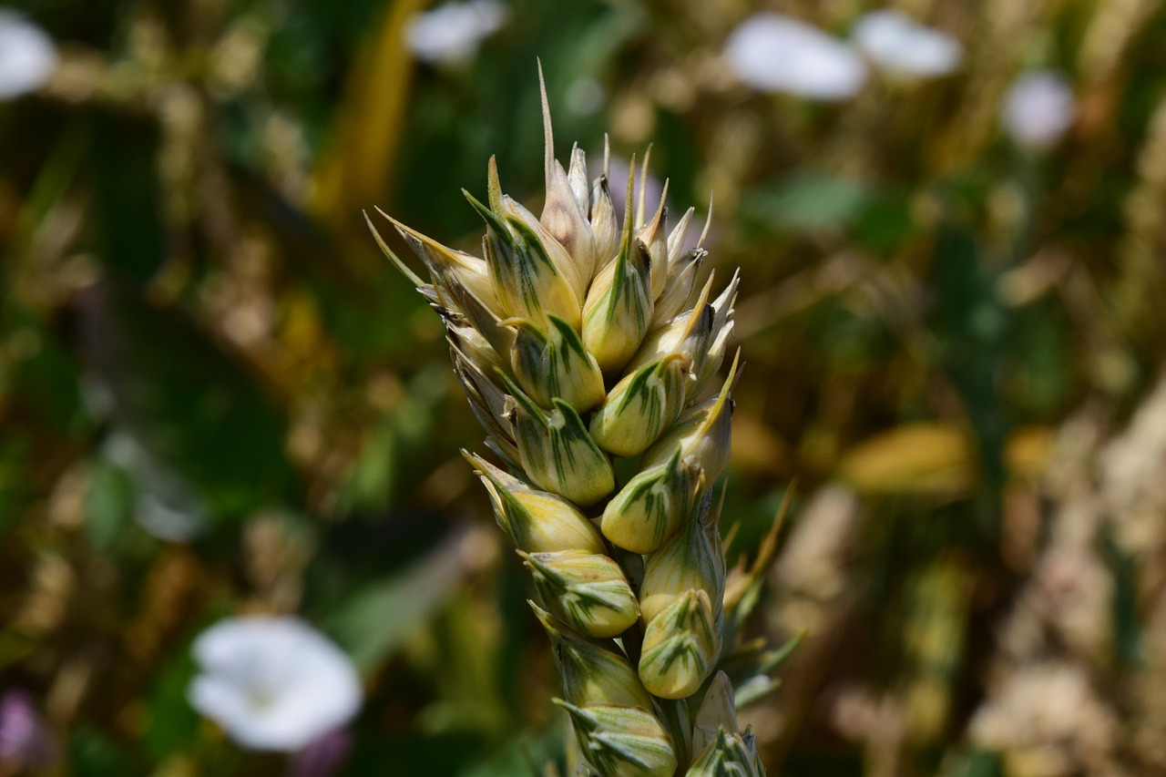 wheat green cereals free photo