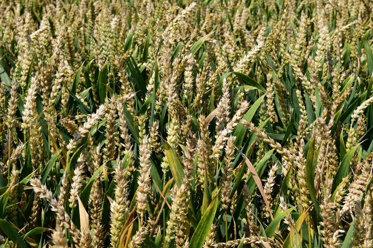 wheat wheat field background free photo