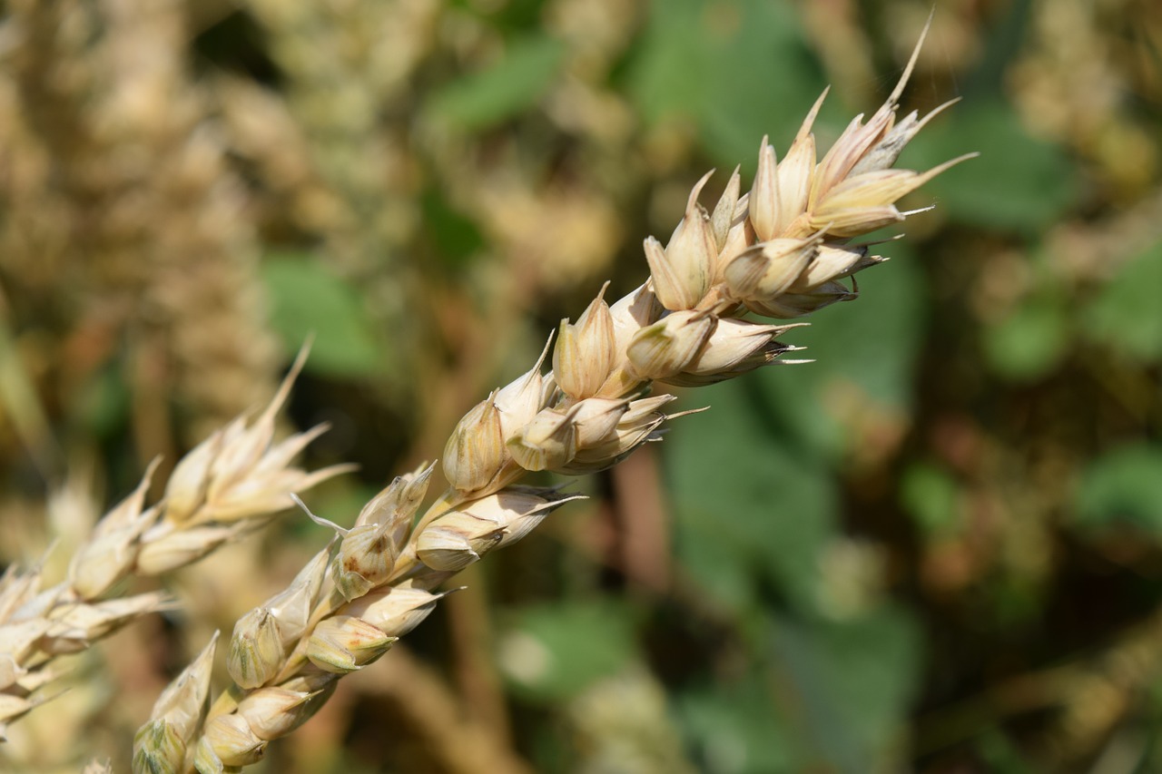 wheat cereals grain free photo