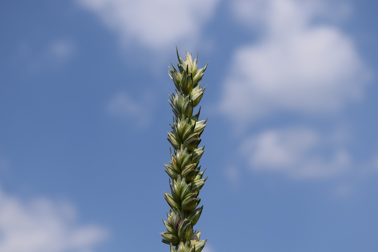 wheat sky grain free photo