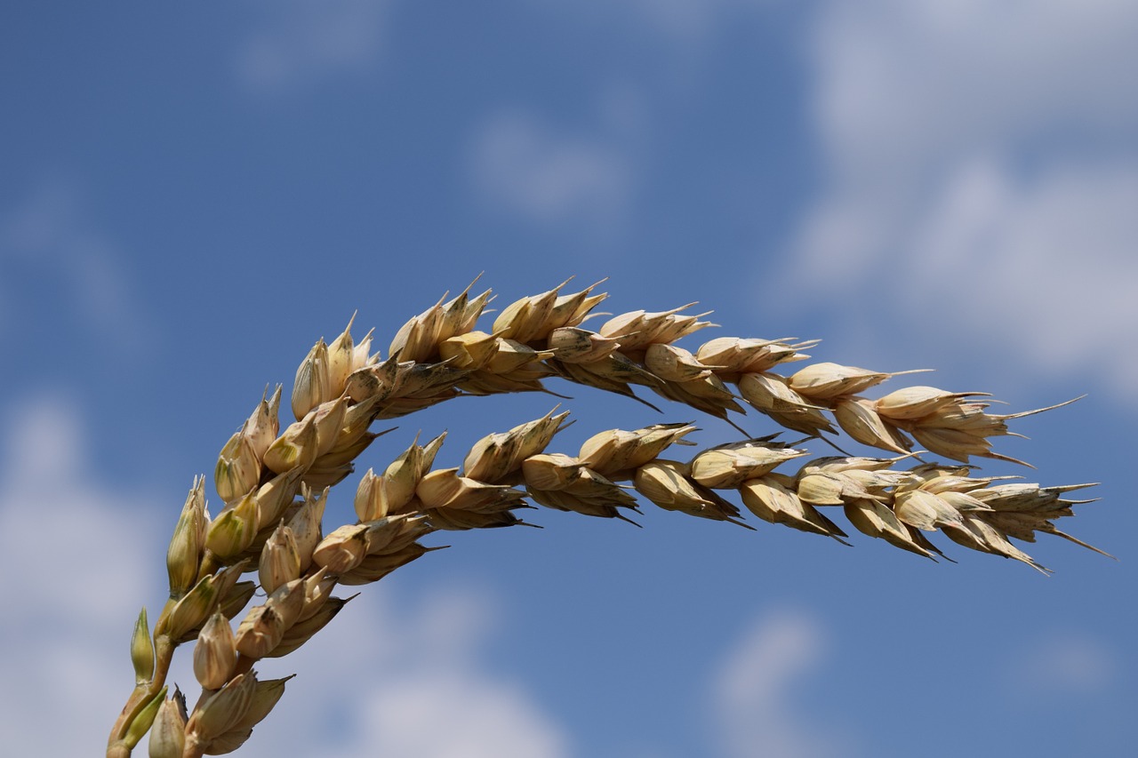 wheat close cereals free photo