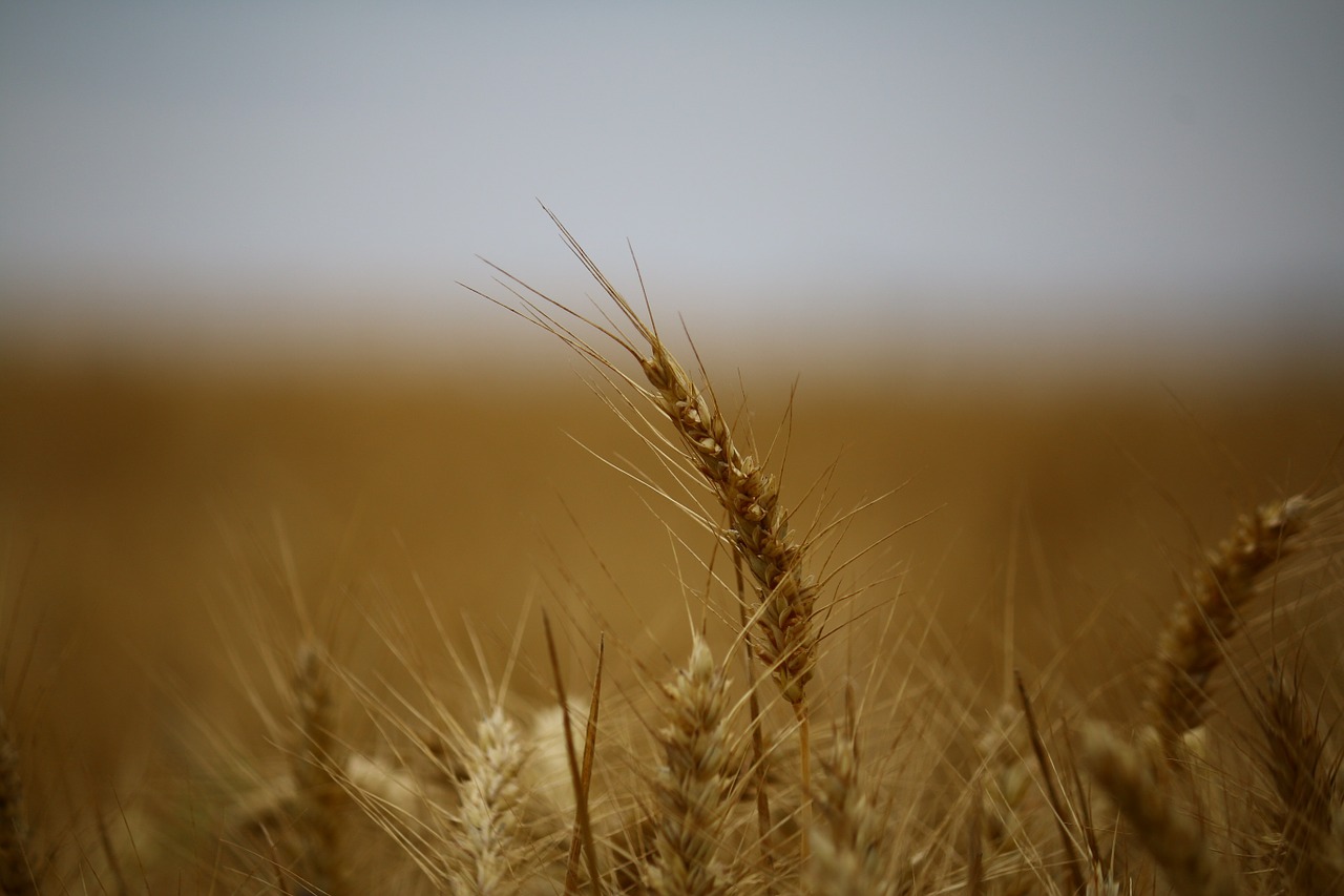 wheat fields wheat fields free photo