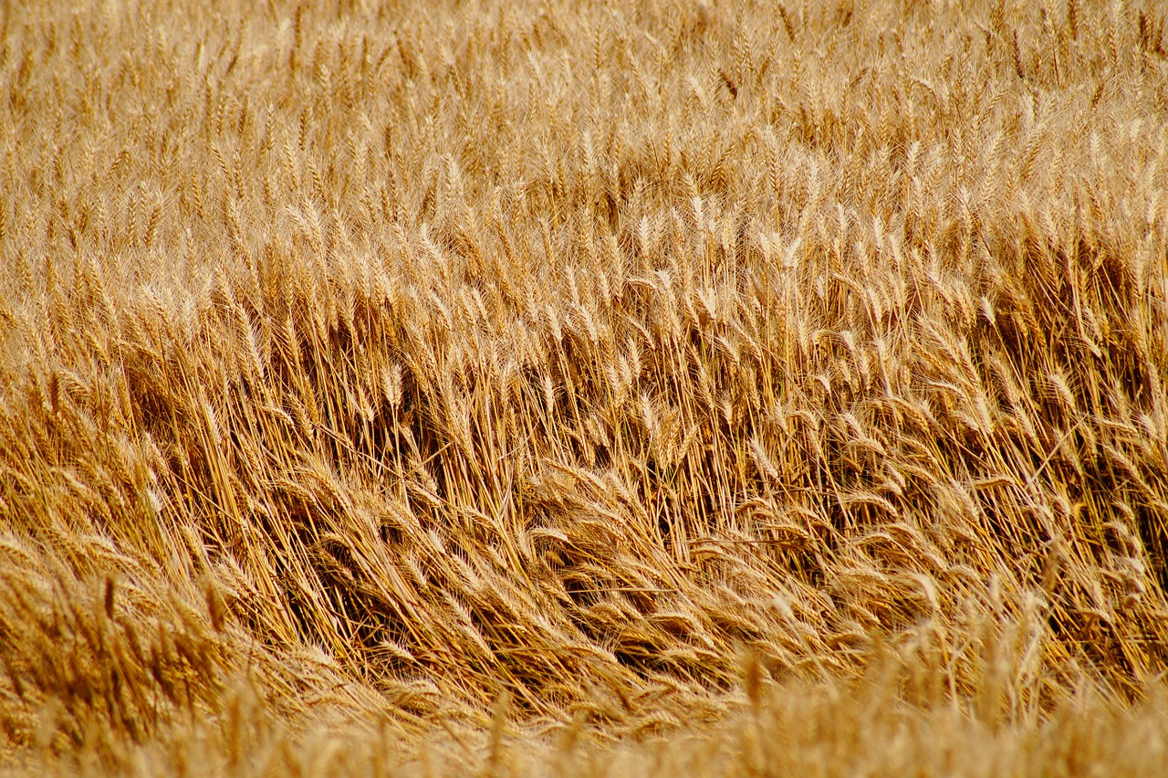 wheat wheat fields cereals free photo