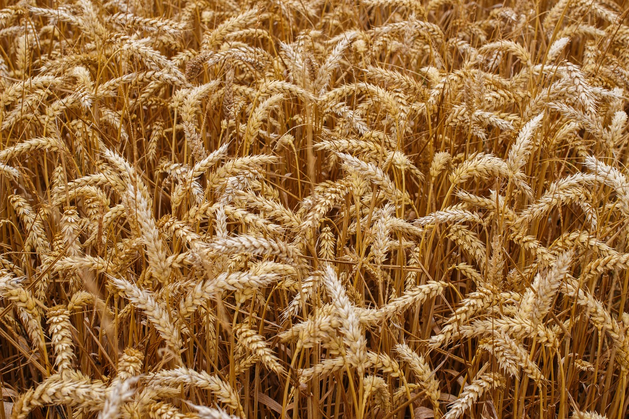 wheat grain crops free photo