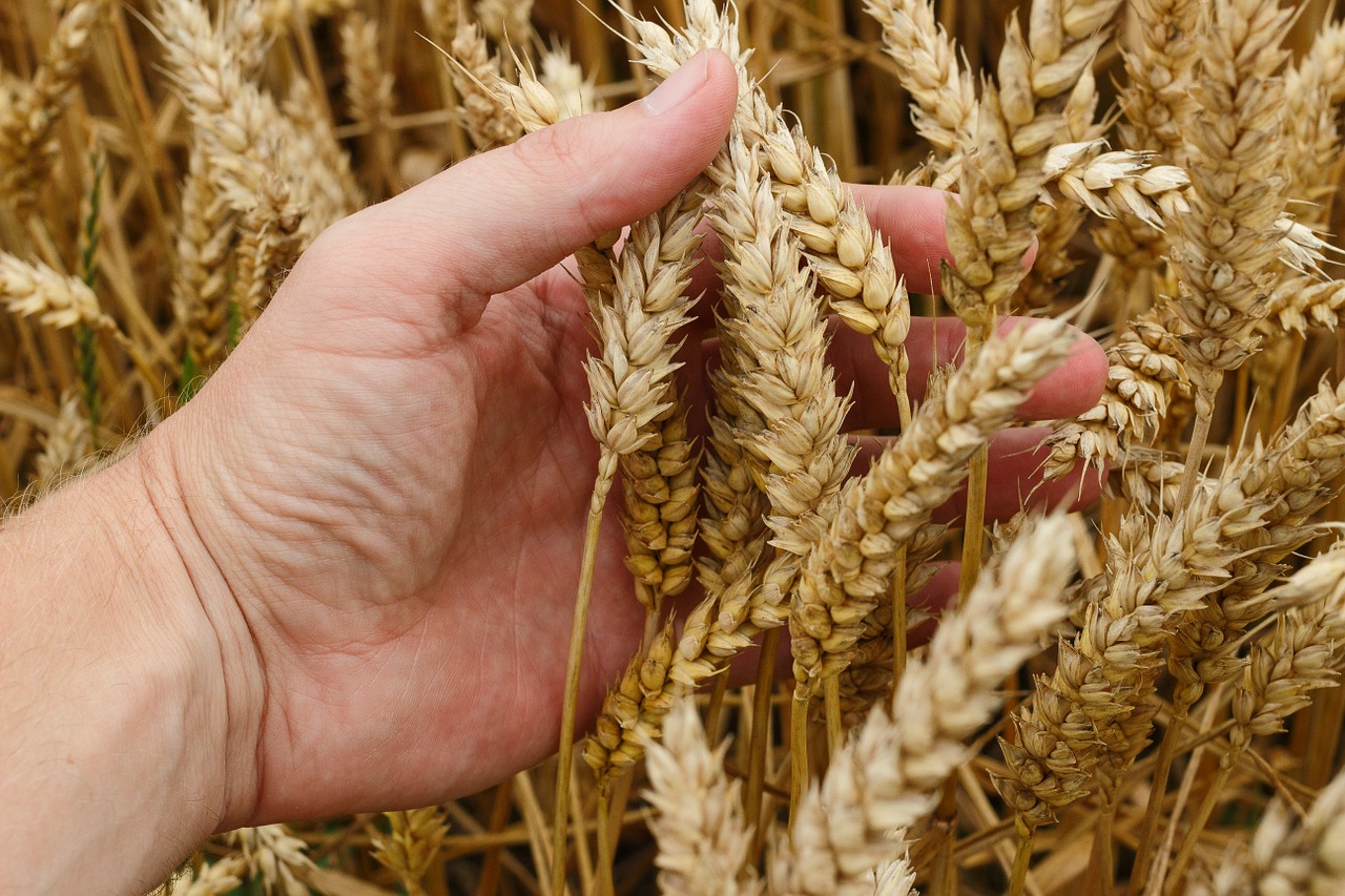 wheat grain crops free photo