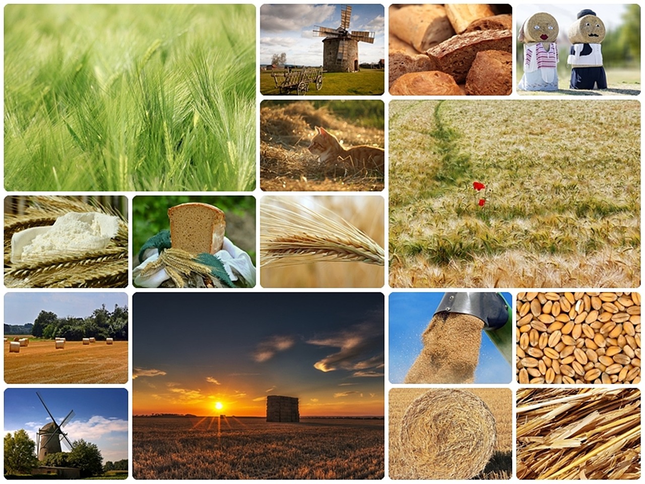 wheat collage wheat collage free photo