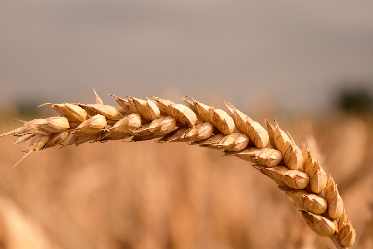 wheat grain cereals free photo