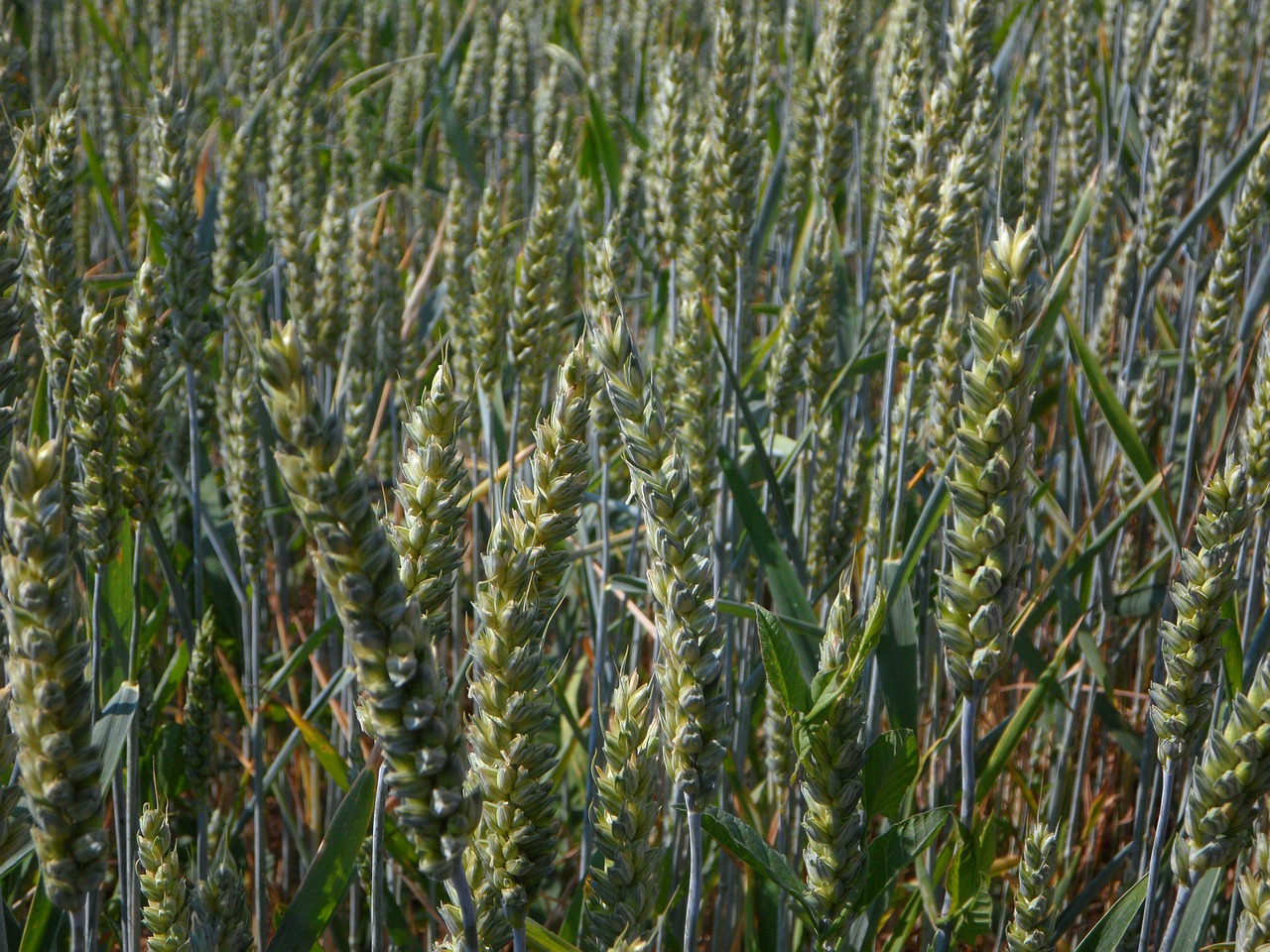 wheat spike field free photo