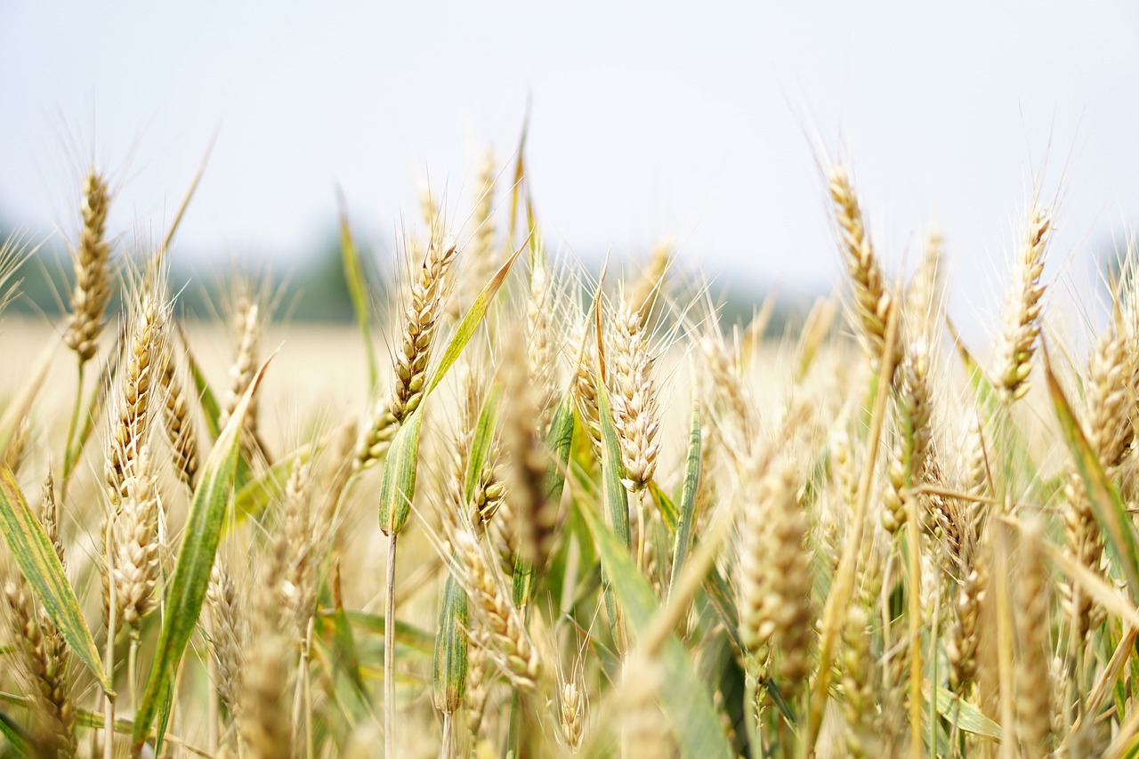 wheat wheat field cornfield free photo