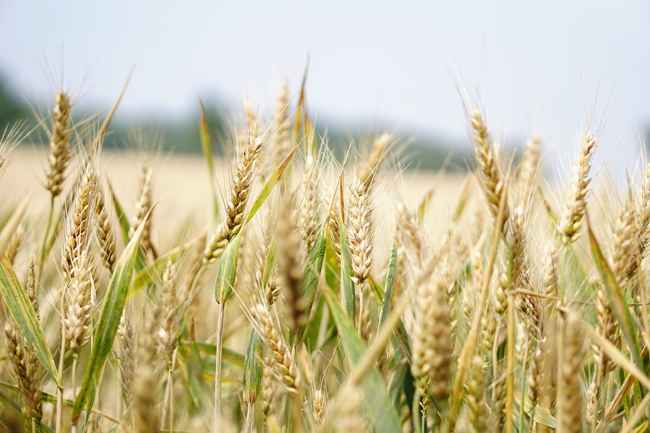 wheat wheat field cornfield free photo