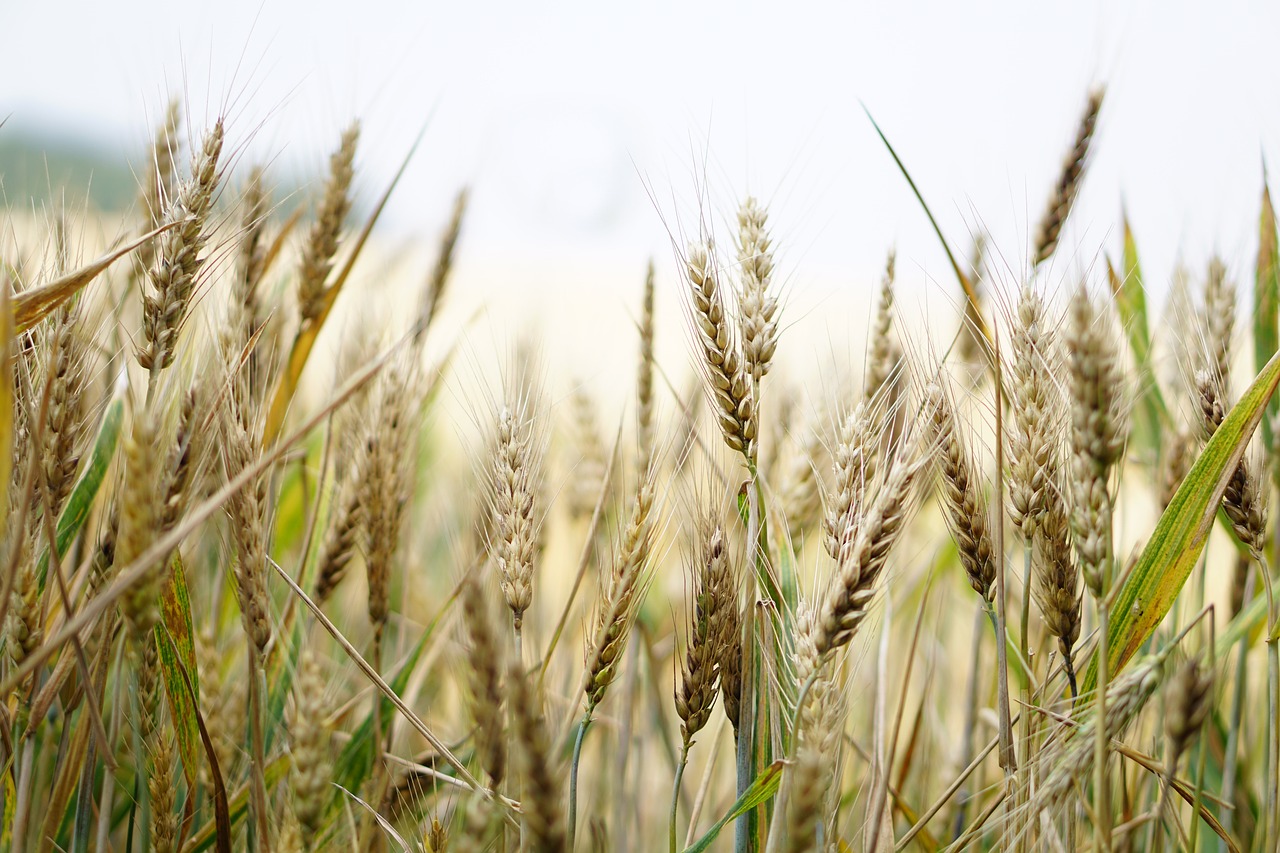 wheat wheat field cornfield free photo