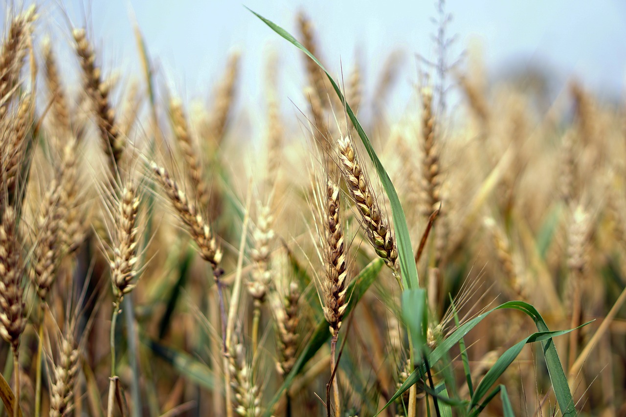 wheat wheat field cornfield free photo