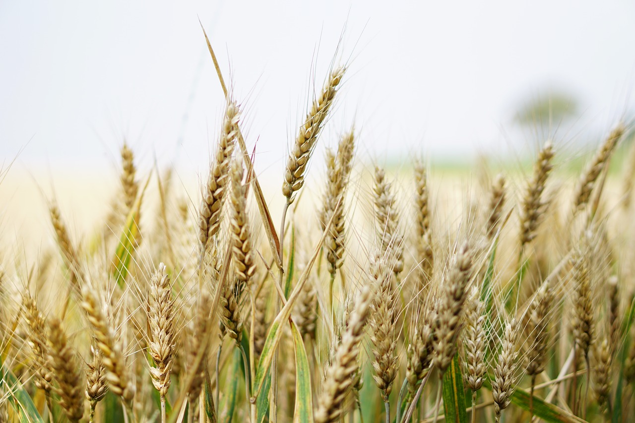 wheat wheat field cornfield free photo