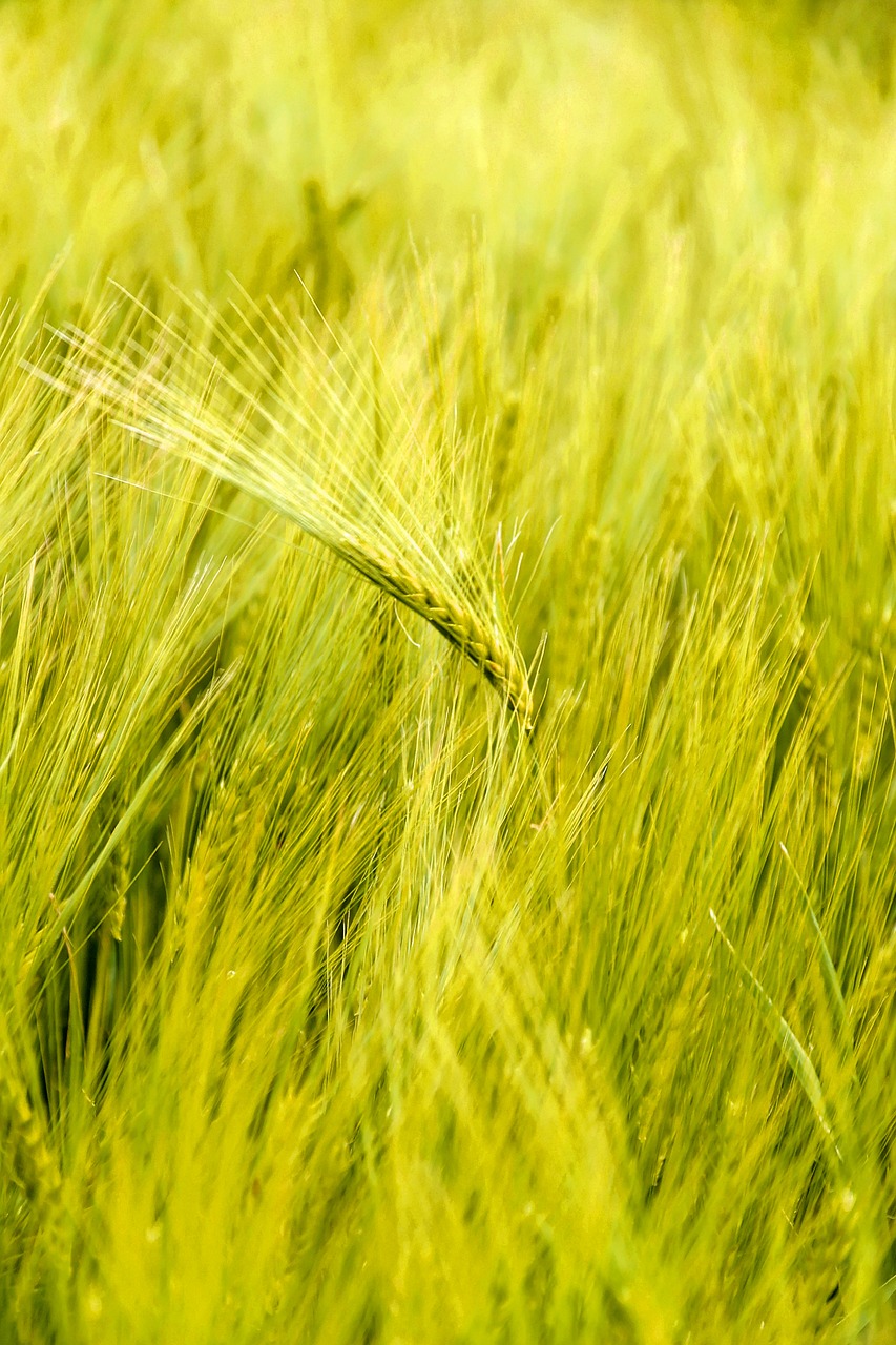 wheat field cereals free photo