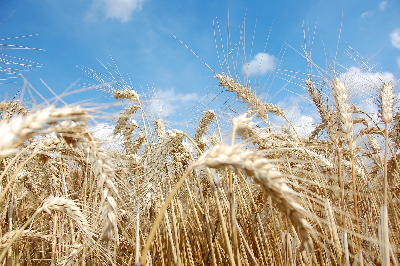 wheat agriculture grain wheat free photo