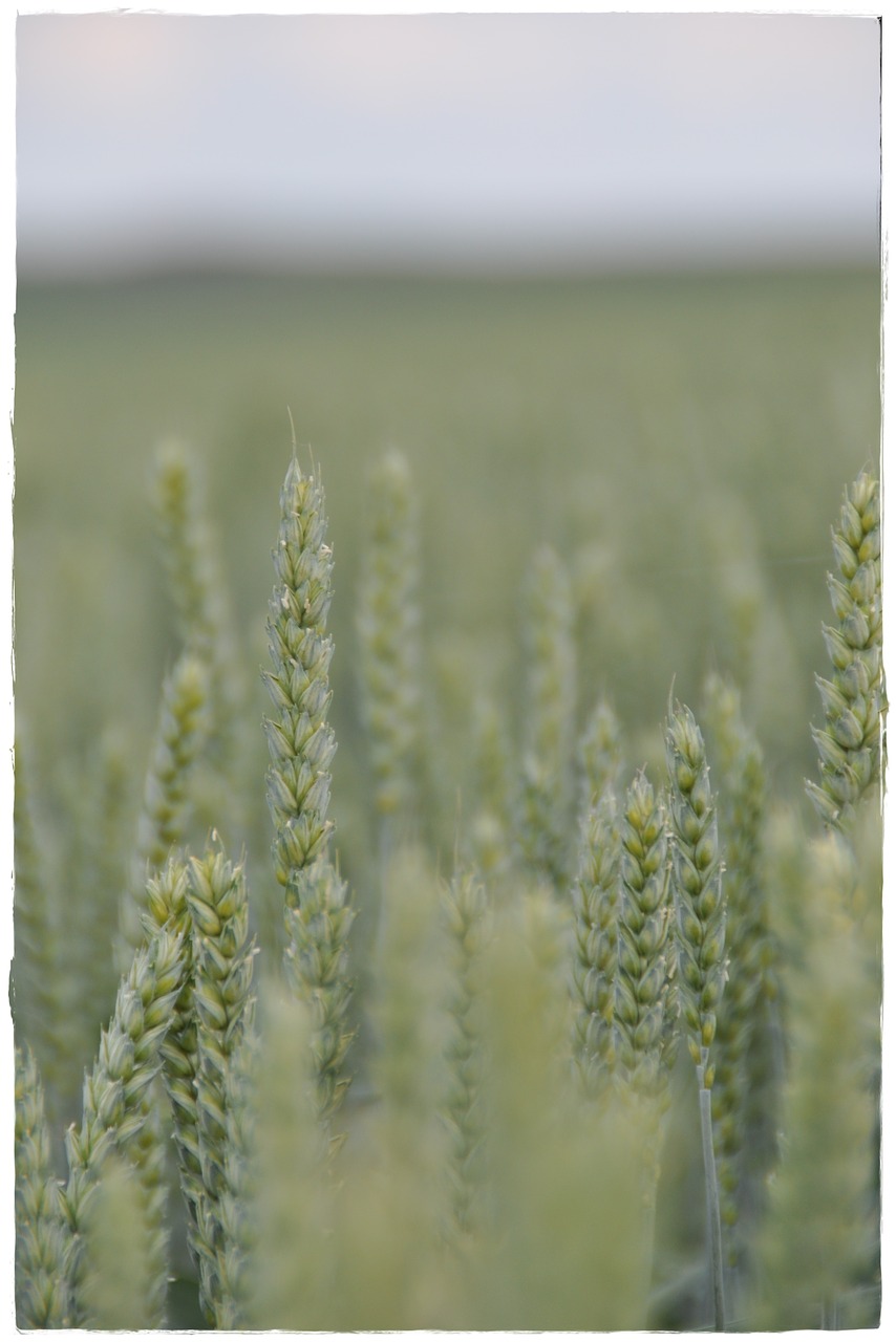 wheat field cereals free photo