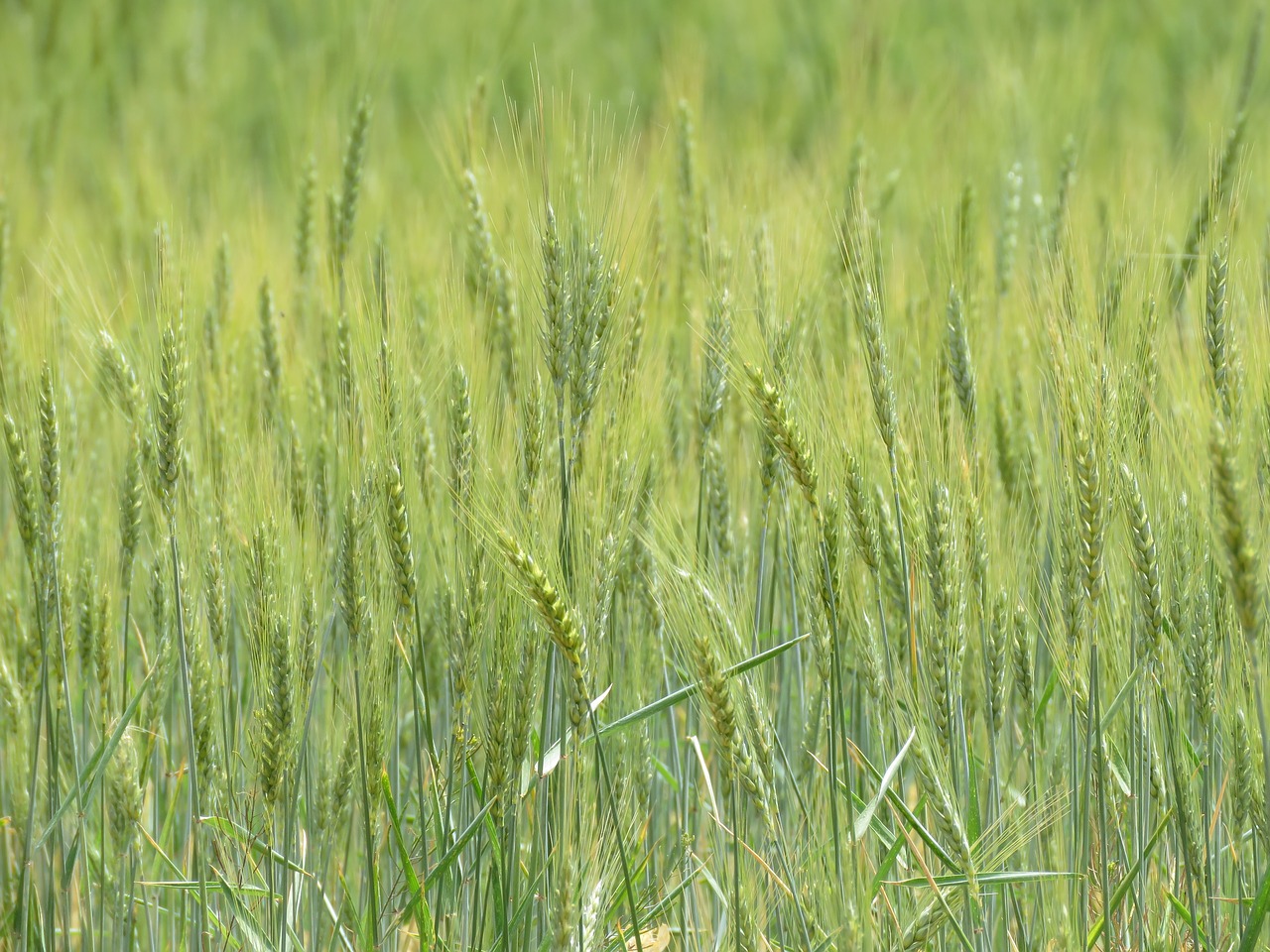 wheat grain field free photo