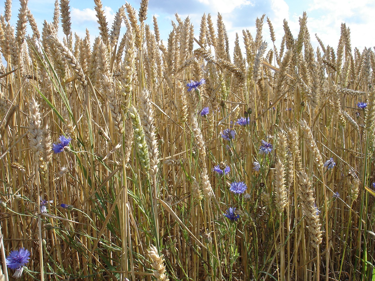 wheat field go free photo