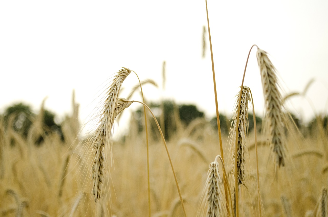 wheat wheat field wheat spike free photo