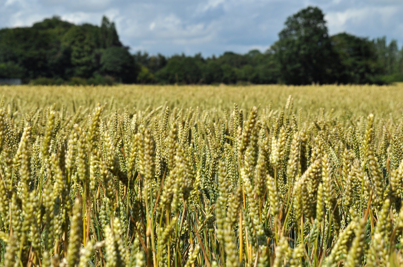 wheat field agriculture free photo