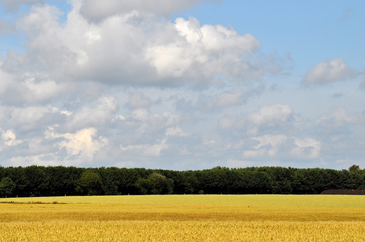 wheat field agriculture free photo